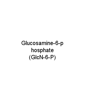 Glucosamine-6-phosphate (GlcN-6-P)